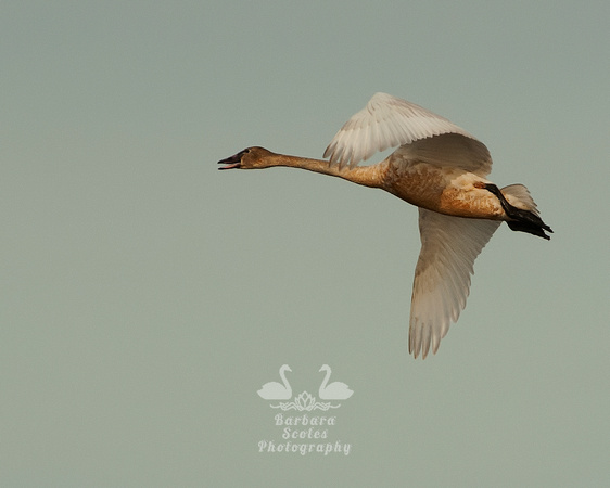 Tundra Swan