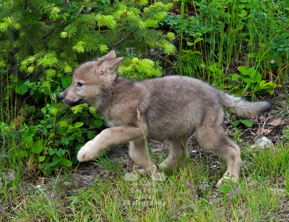 Wolf Pup