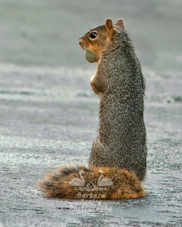 Squirrel with a Snack