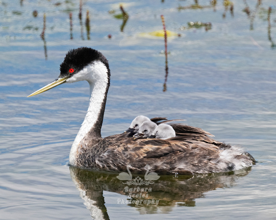 Western Grebe Family