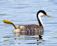 Western Grebes