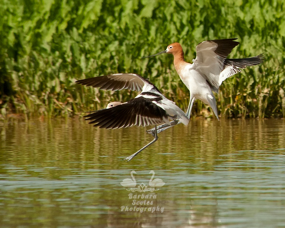 American Avocet