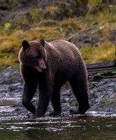 Alaskan Brown Bear