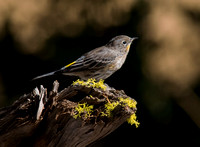Yellow-rumped Warbler