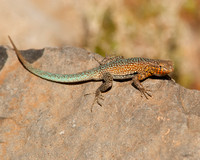 Common Side-Blotched Lizard