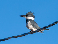 Belted Kingfisher