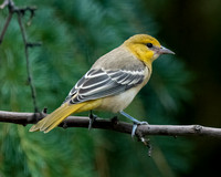 Young Bullock's Oriole