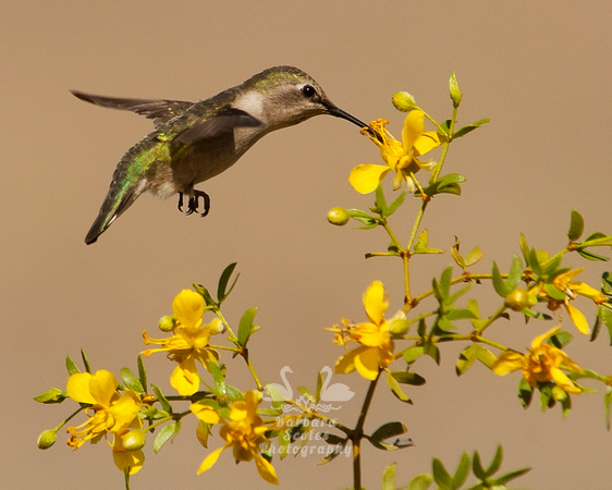 Annas Hummingbird