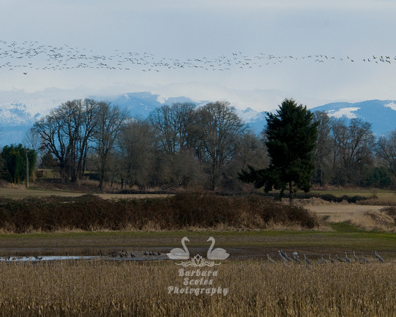 Canada Geese and Sandhill Cranes on Sauvie Island