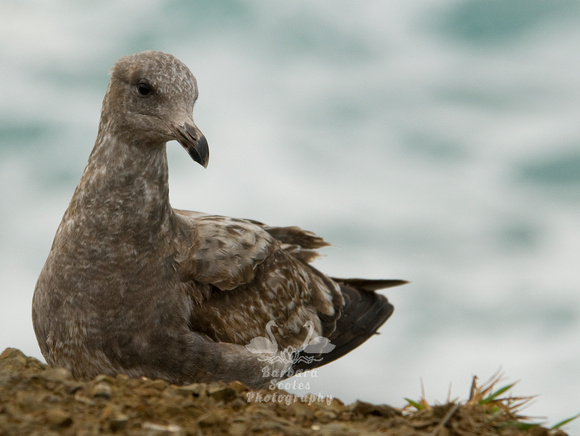 Western Gull-Juvenile