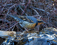 Varied Thrush