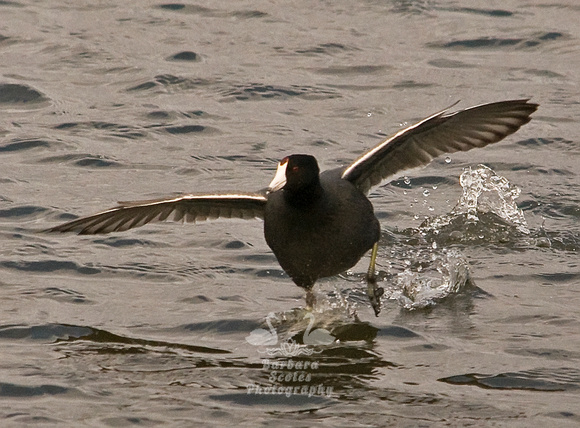 American Coot