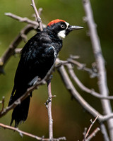 Acorn Woodpecker