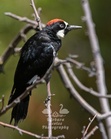 Acorn Woodpecker