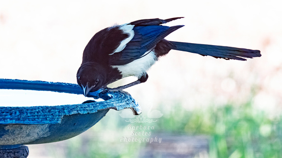 Black-billed Magpie