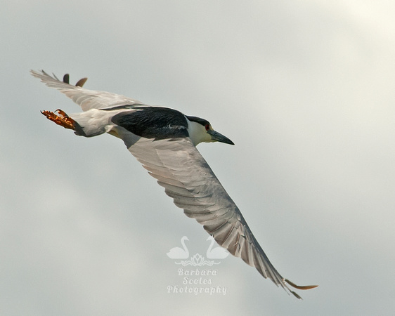 Black Crowned Night Heron