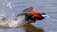 Ruddy Duck