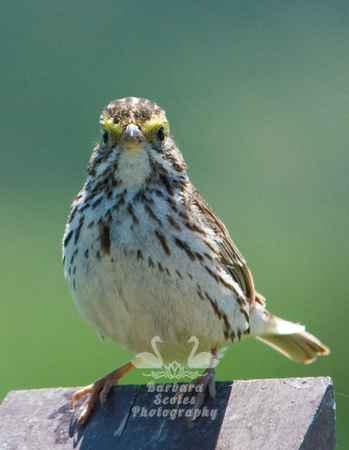 Savannah Sparrow