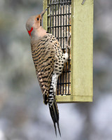 Yellow-shafted Flicker