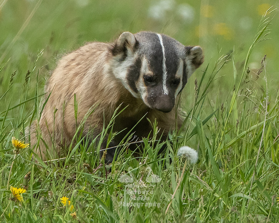 Badger