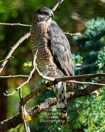 Cooper's Hawk