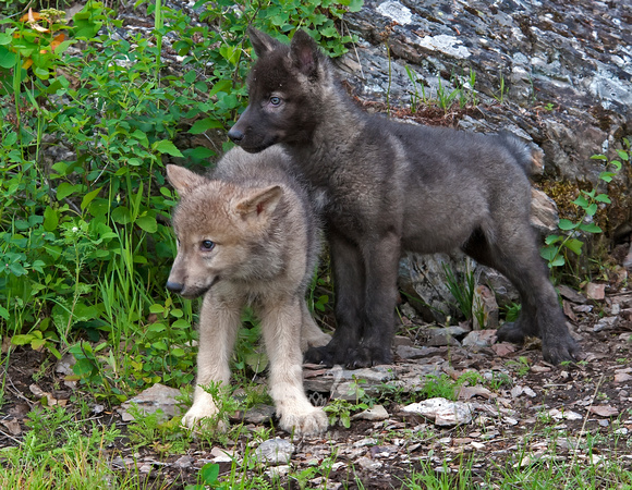 Wolf Pups