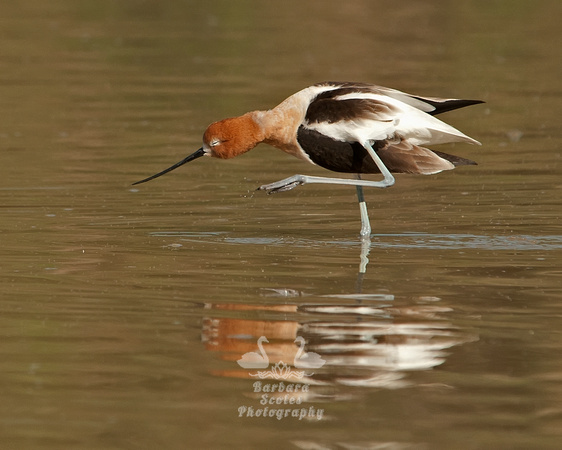 American Avocet