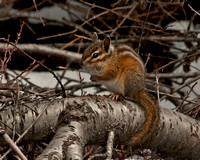 Chipmunk