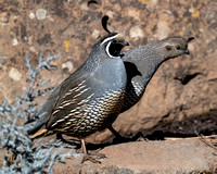California Quail