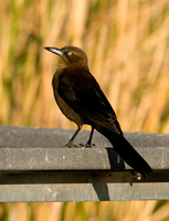 Female Great Tailed Grackle