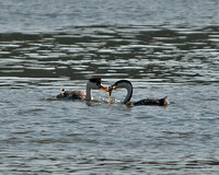 Clark's Grebe Male Giving a Fish to the Female