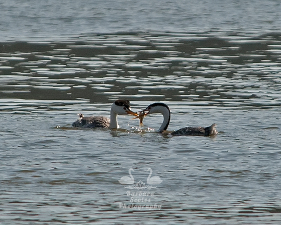 Clark's Grebe Male Giving a Fish to the Female