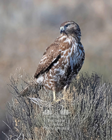 Red-tailed Hawk