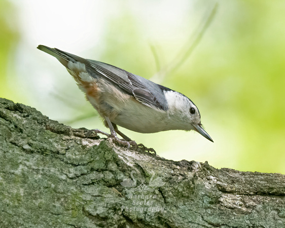 White-breasted Nuthatch