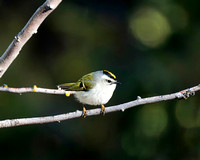Golden-crowned Kinglet