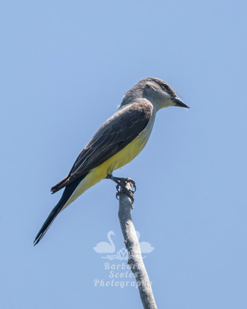 Western Kingbird