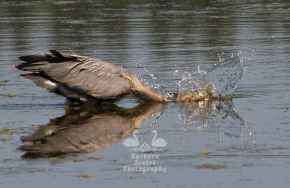 Great Blue Heron