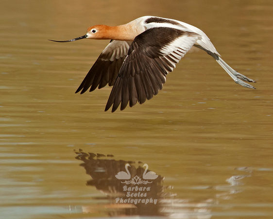 American Avocet
