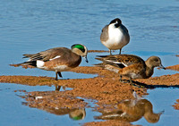 American Wigeon Pair and a Sleeping Pintail Duck