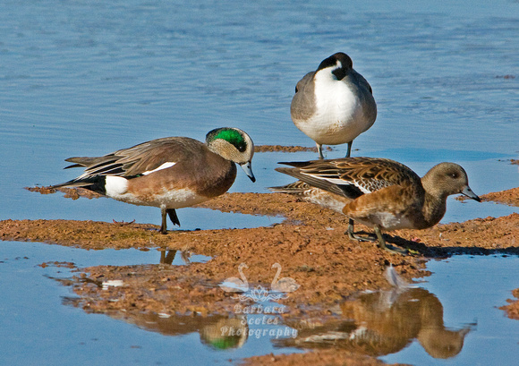 American Wigeon Pair and a Sleeping Pintail Duck