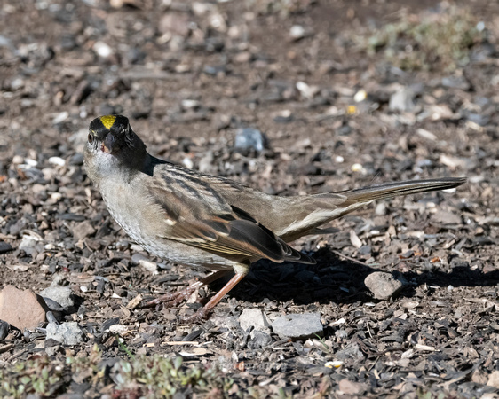 Golden-crowned Sparrow