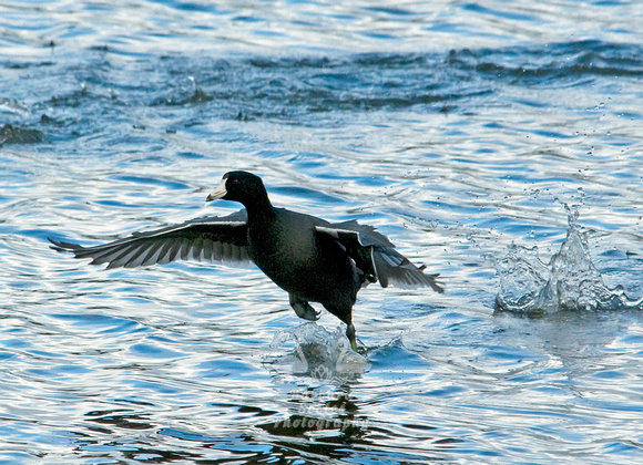 American Coot