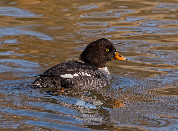 Barrow's Goldeneye