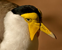 A Type of Lapwing
