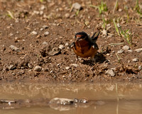 Barn Swallow