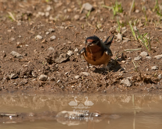 Barn Swallow