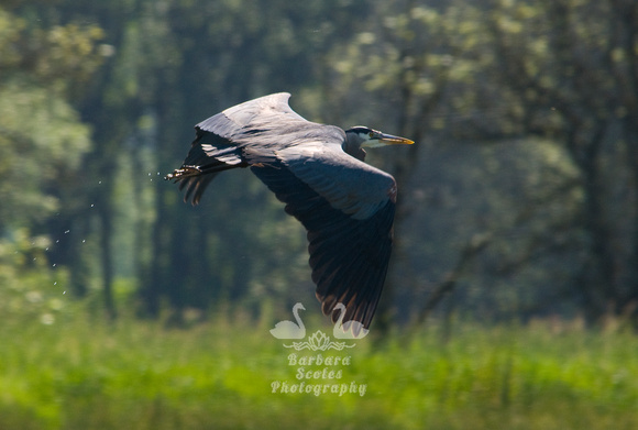 Great Blue Heron