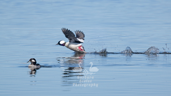 Bufflehead Courtship
