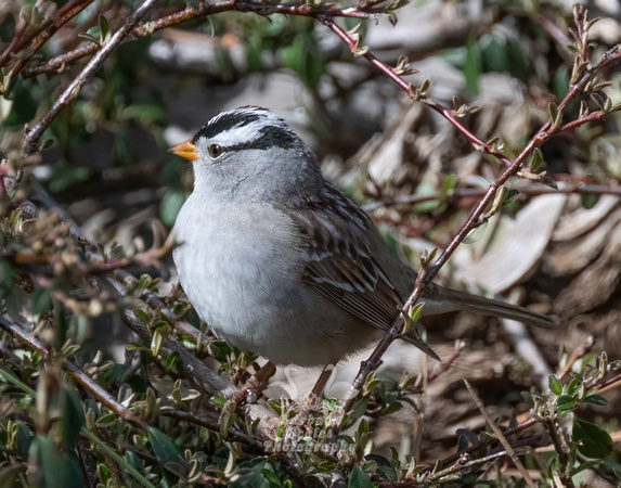 White-crowned Sparrow