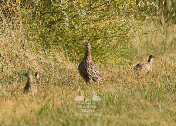 Ring-necked Pheasant and Chicks